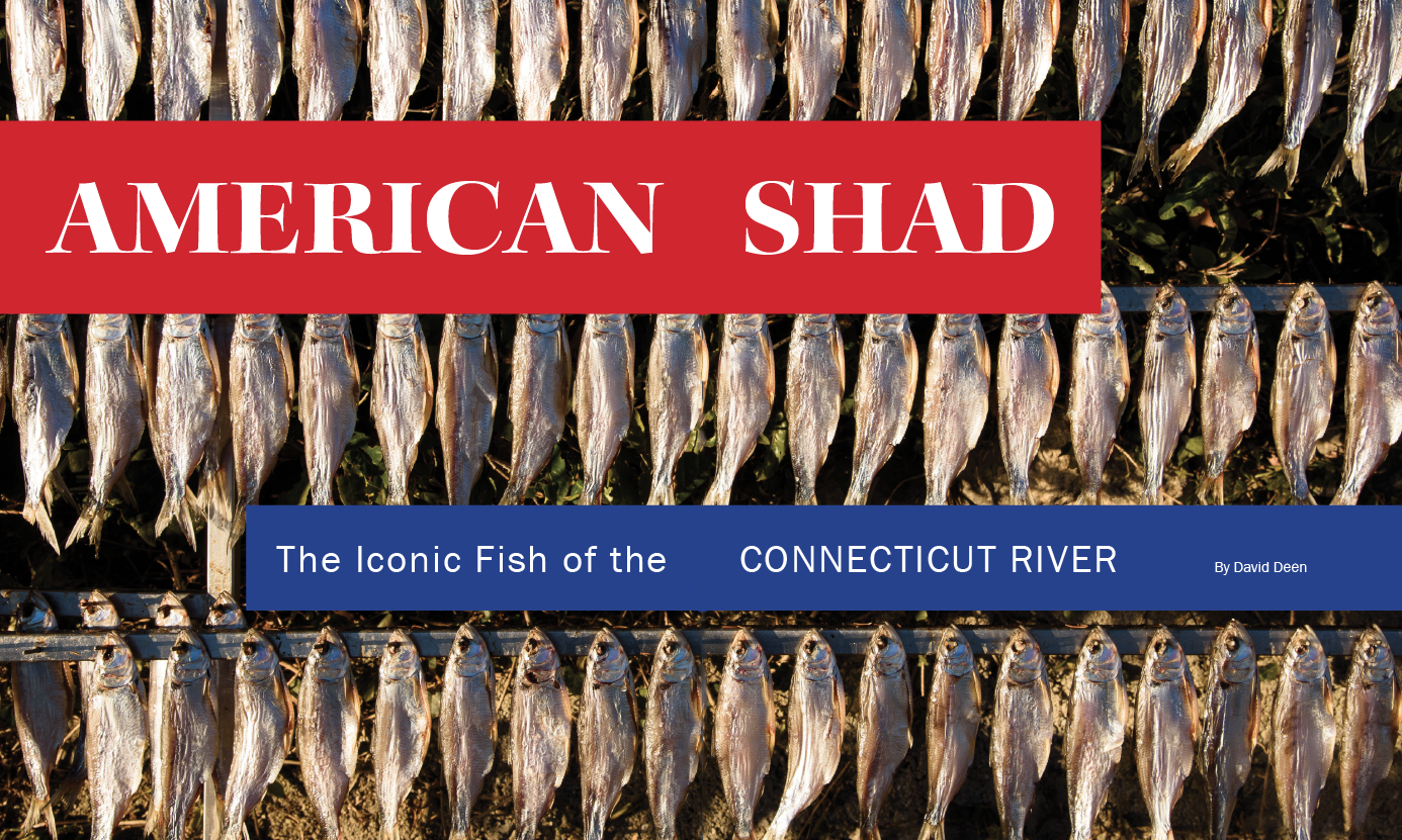 American Shad: The Iconic Fish of the Connecticut River  Estuary Magazine:  For people who care about the Connecticut River